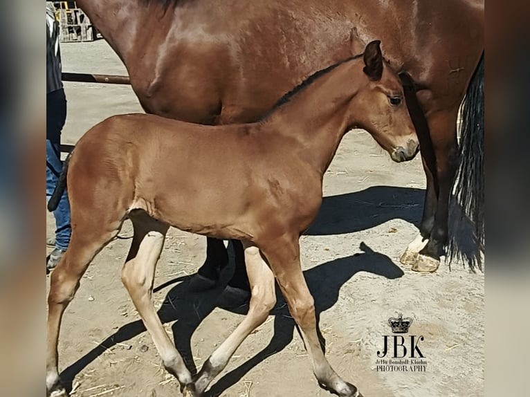Andaluces Semental  163 cm Castaño in Tabernas Almer&#xED;a