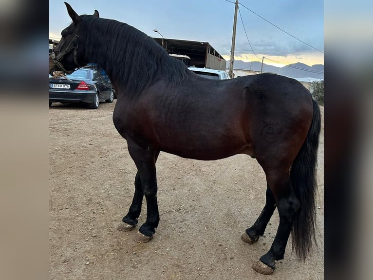 Andaluces Semental  163 cm Castaño in Tabernas Almer&#xED;a