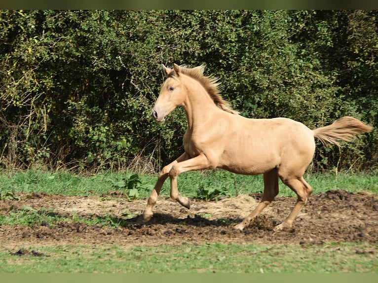 Andaluces Semental Potro (04/2026) 165 cm Perla in Dochamps