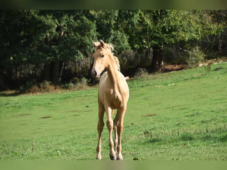 Andaluces Semental Potro (04/2026) 165 cm Perla in Dochamps