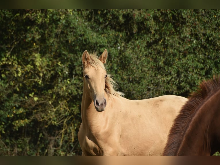 Andaluces Semental Potro (04/2026) 165 cm Perla in Dochamps
