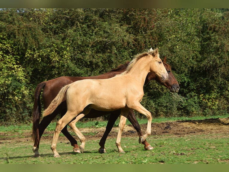 Andaluces Semental Potro (04/2026) 165 cm Perla in Dochamps