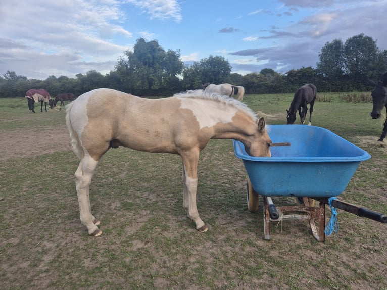 Andaluces Mestizo Semental Potro (01/2026) Palomino in Northamptonshire