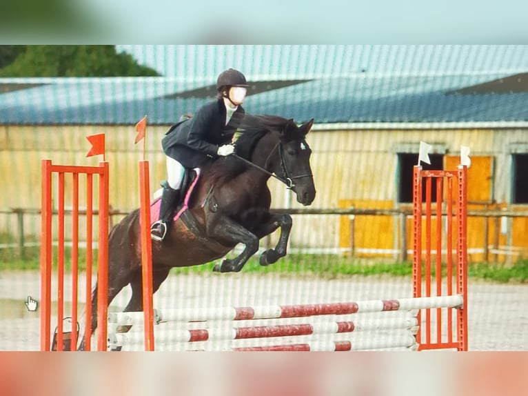 Andaluces Mestizo Yegua 10 años 150 cm Morcillo in Gironville-sur-Essonne