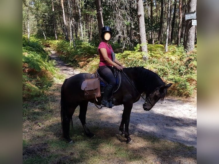 Andaluces Mestizo Yegua 10 años 150 cm Morcillo in Gironville-sur-Essonne