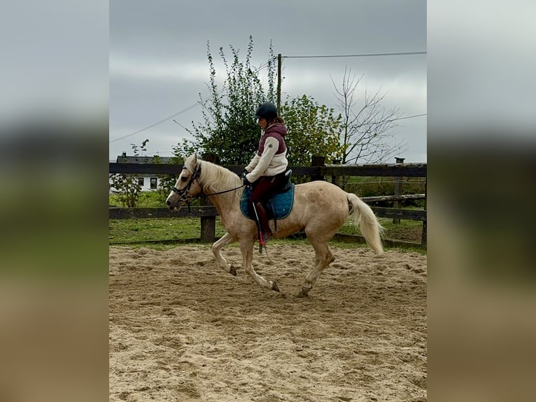 Andaluces Mestizo Yegua 10 años 150 cm Palomino in Daleiden