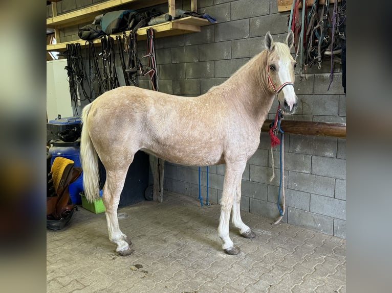 Andaluces Mestizo Yegua 10 años 150 cm Palomino in Daleiden