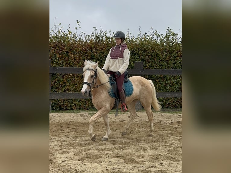 Andaluces Mestizo Yegua 10 años 150 cm Palomino in Daleiden