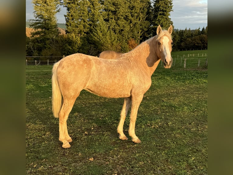 Andaluces Mestizo Yegua 10 años 150 cm Palomino in Daleiden