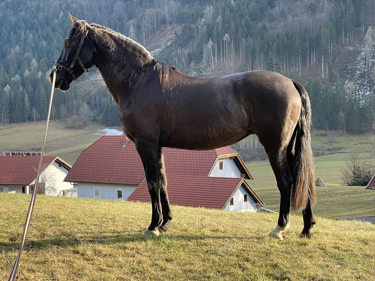 Andaluces Yegua 10 años 152 cm Morcillo in Arnoldstein