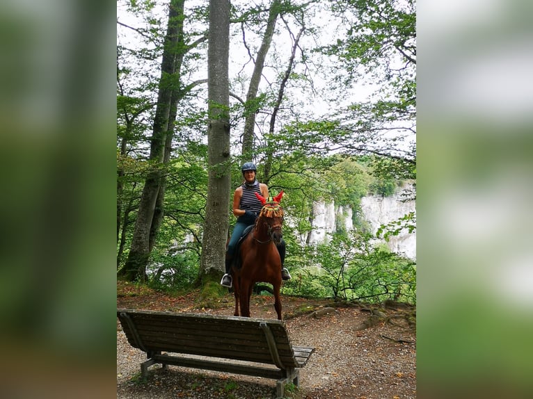 Andaluces Mestizo Yegua 10 años 158 cm Alazán in Münsingen