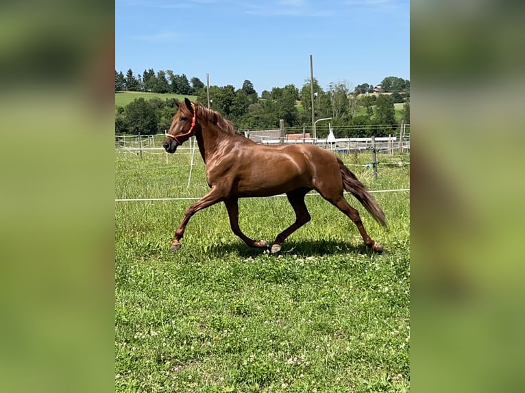 Andaluces Mestizo Yegua 10 años 158 cm Alazán in Münsingen