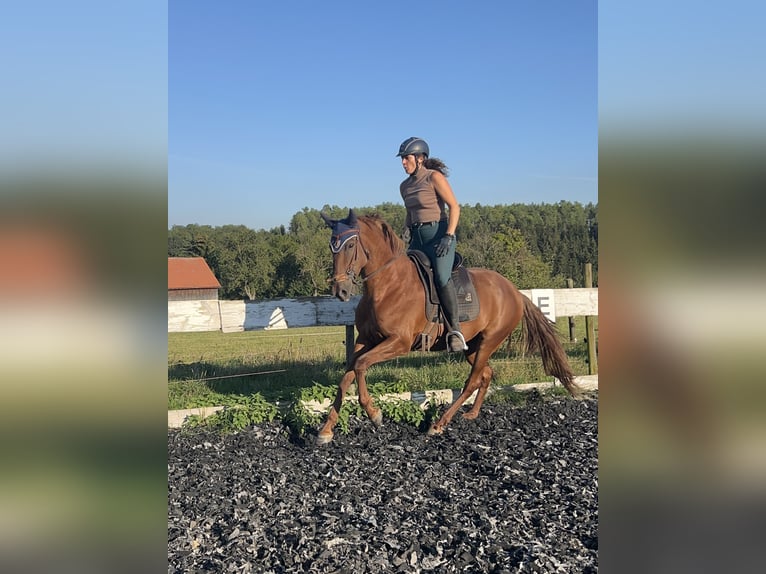 Andaluces Mestizo Yegua 10 años 158 cm Alazán in Münsingen