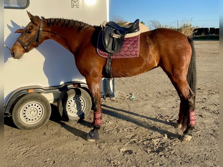 Andaluces Yegua 10 años 158 cm Castaño in Provinz Malaga