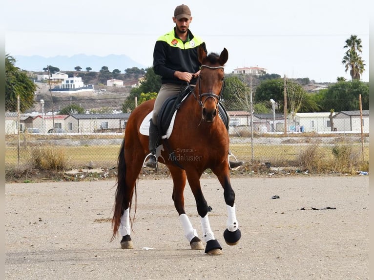 Andaluces Yegua 10 años 158 cm Castaño in Provinz Malaga