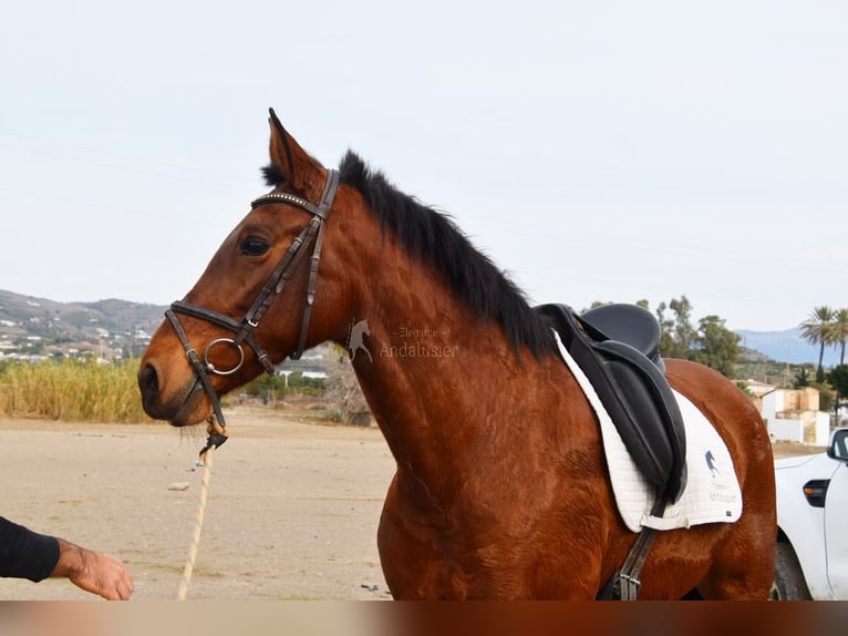 Andaluces Yegua 10 años 158 cm Castaño in Provinz Malaga