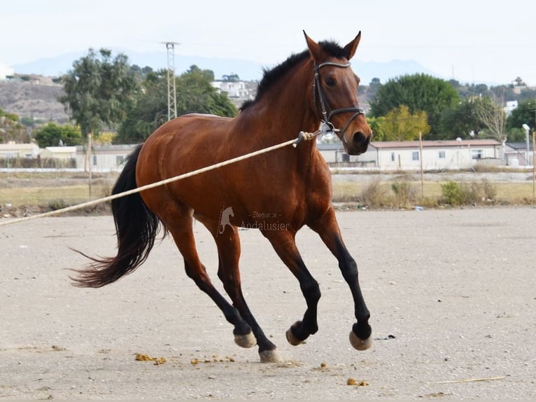 Andaluces Yegua 10 años 158 cm Castaño in Provinz Malaga