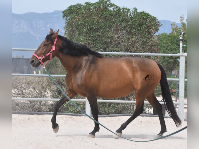 Andaluces Yegua 10 años 160 cm Castaño in Mallorca