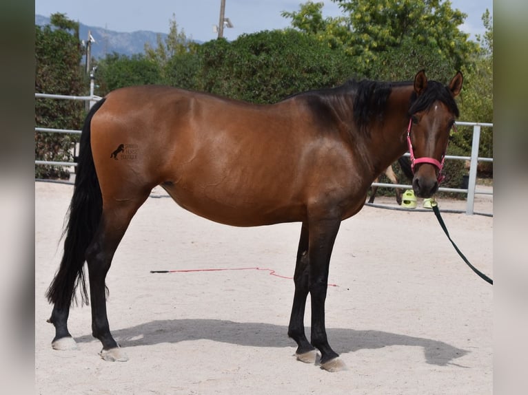 Andaluces Yegua 10 años 160 cm Castaño in Mallorca