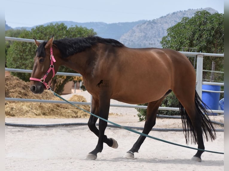 Andaluces Yegua 10 años 160 cm Castaño in Mallorca