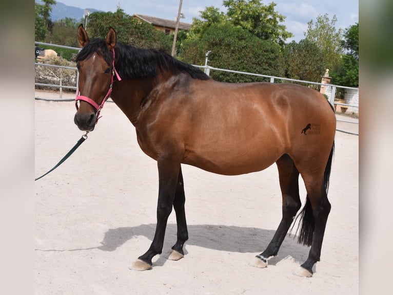 Andaluces Yegua 10 años 160 cm Castaño in Mallorca