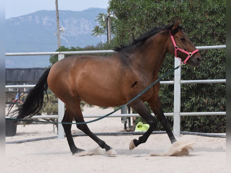 Andaluces Yegua 10 años 160 cm Castaño in Mallorca