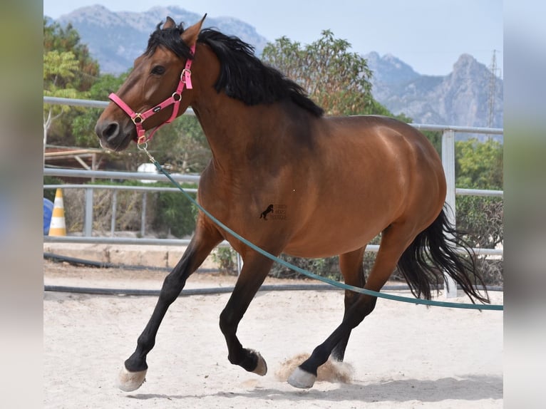 Andaluces Yegua 10 años 160 cm Castaño in Mallorca