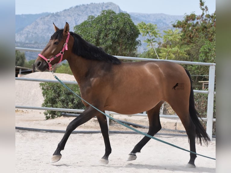 Andaluces Yegua 10 años 160 cm Castaño in Mallorca