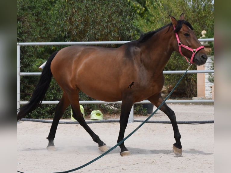 Andaluces Yegua 10 años 160 cm Castaño in Mallorca