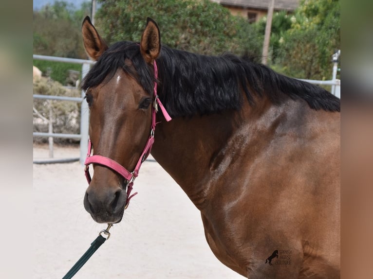 Andaluces Yegua 10 años 160 cm Castaño in Mallorca