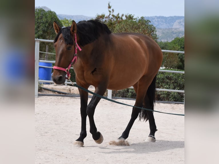 Andaluces Yegua 10 años 160 cm Castaño in Mallorca