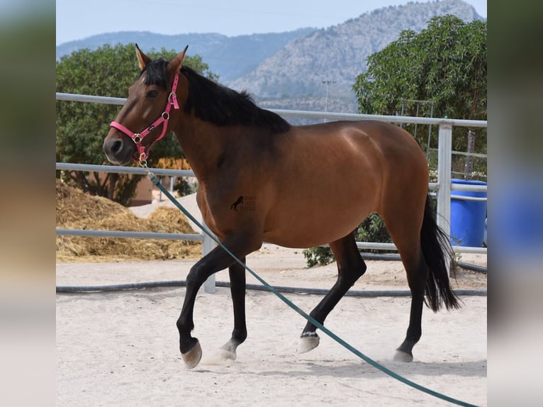 Andaluces Yegua 10 años 160 cm Castaño in Mallorca