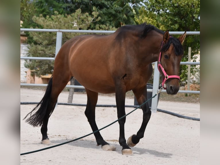 Andaluces Yegua 10 años 160 cm Castaño in Mallorca