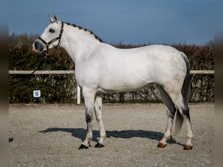 Andaluces Yegua 10 años 162 cm Tordo in Neustadt (Wied)