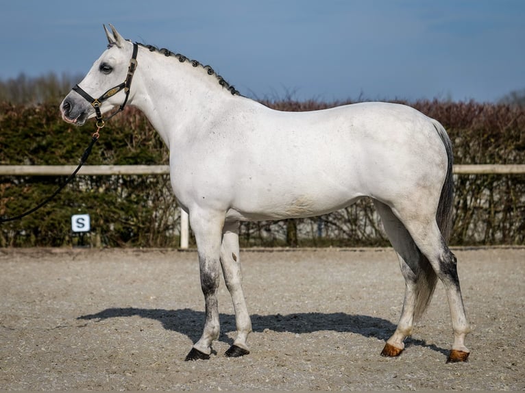 Andaluces Yegua 10 años 162 cm Tordo in Neustadt (Wied)