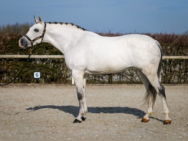 Andaluces Yegua 10 años 162 cm Tordo in Neustadt (Wied)