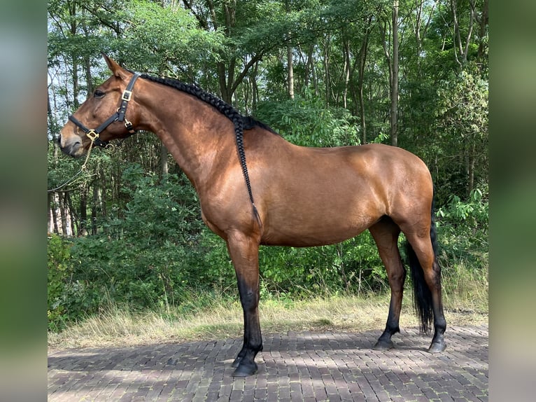 Andaluces Yegua 10 años 164 cm Castaño rojizo in Hemrik