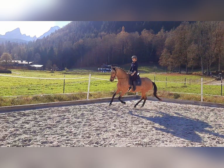 Andaluces Yegua 10 años 165 cm Buckskin/Bayo in Salzburg