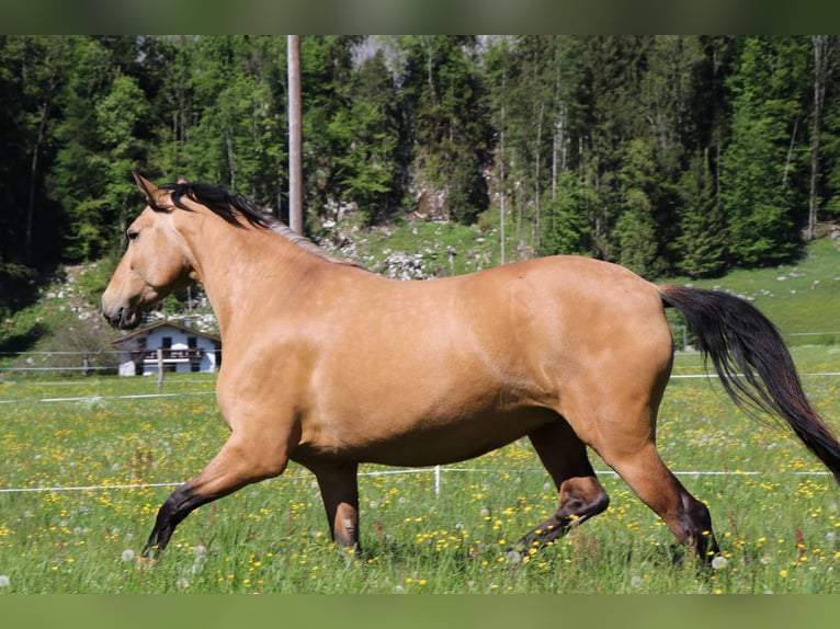 Andaluces Yegua 10 años 165 cm Buckskin/Bayo in Salzburg