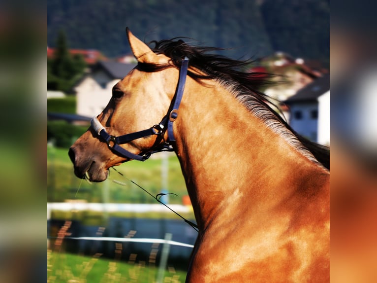 Andaluces Yegua 10 años 165 cm Buckskin/Bayo in Salzburg