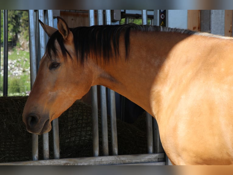 Andaluces Yegua 10 años 165 cm Buckskin/Bayo in Salzburg