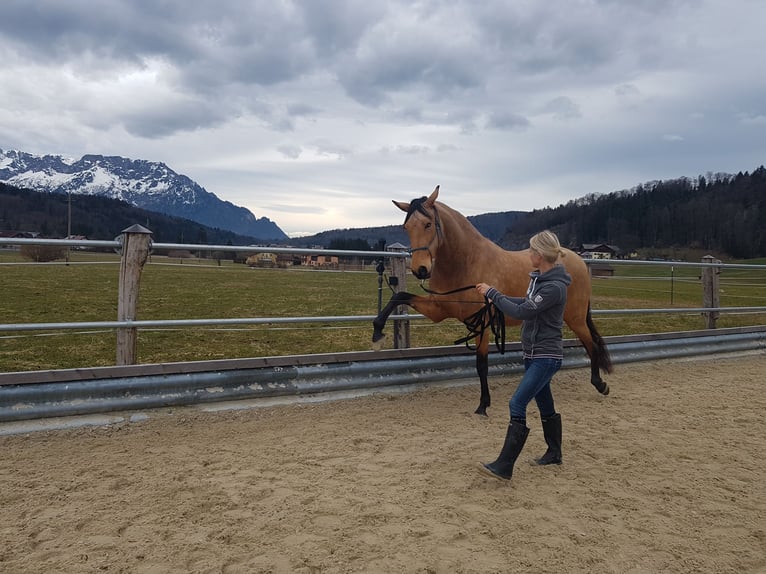 Andaluces Yegua 10 años 165 cm Buckskin/Bayo in Salzburg