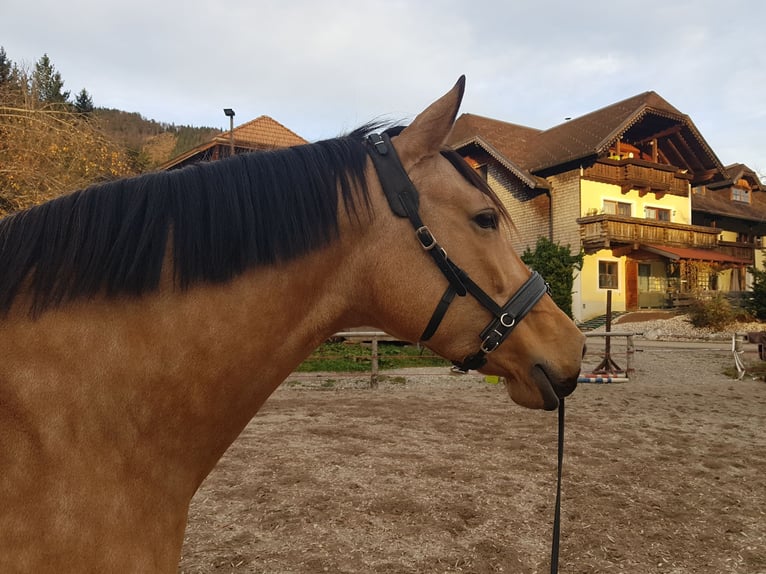 Andaluces Yegua 10 años 165 cm Buckskin/Bayo in Salzburg