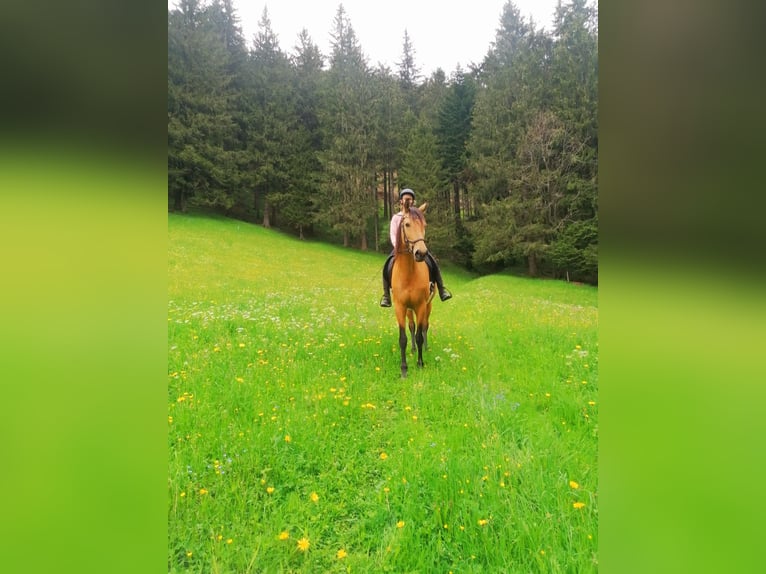 Andaluces Yegua 10 años 165 cm Buckskin/Bayo in Salzburg