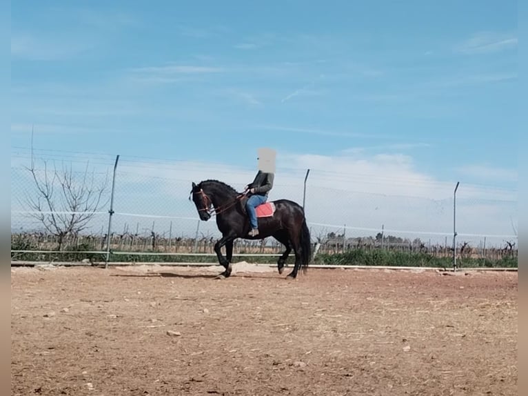 Andaluces Yegua 10 años 167 cm Negro in Toledo