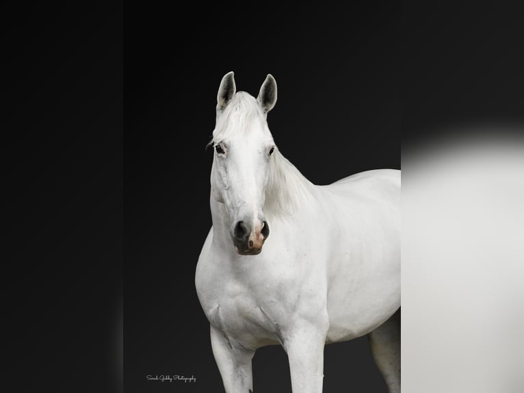 Andaluces Yegua 11 años 157 cm White/Blanco in Oelwein, IA