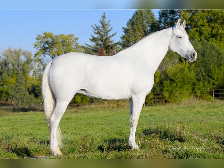 Andaluces Yegua 11 años 157 cm White/Blanco in Oelwein, IA