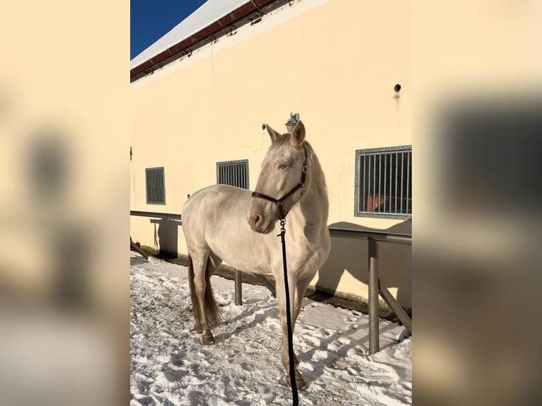 Andaluces Yegua 11 años 162 cm Perlino in Schmachtenhagen