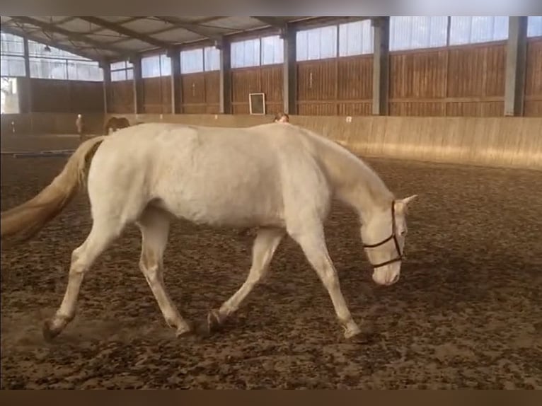 Andaluces Yegua 11 años 162 cm Perlino in Schmachtenhagen