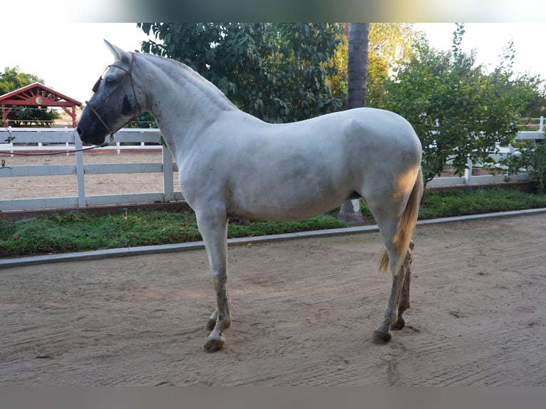 Andaluces Yegua 12 años 152 cm Tordo in Corona, CA